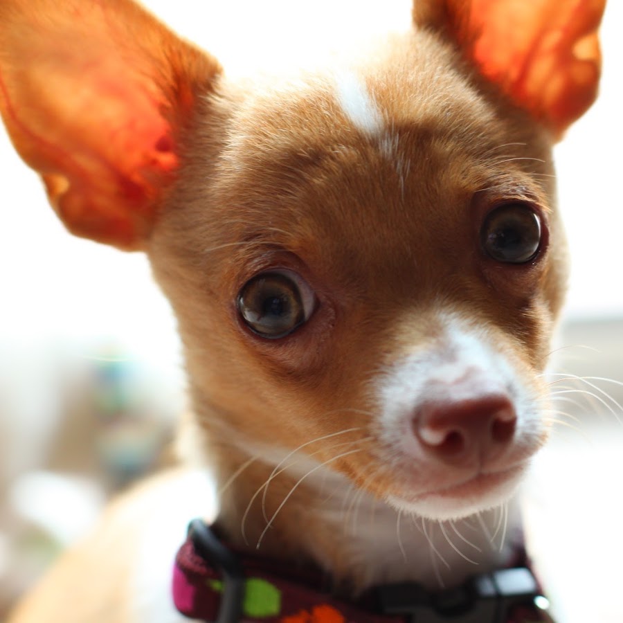 Chihuahua Kisses ইউটিউব চ্যানেল অ্যাভাটার