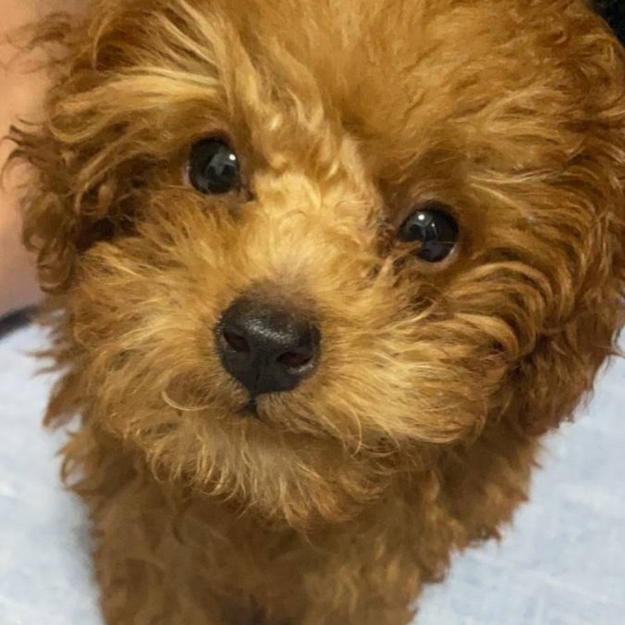 トイプードルのからあげ君 Toy Poodle Karaage Youtube