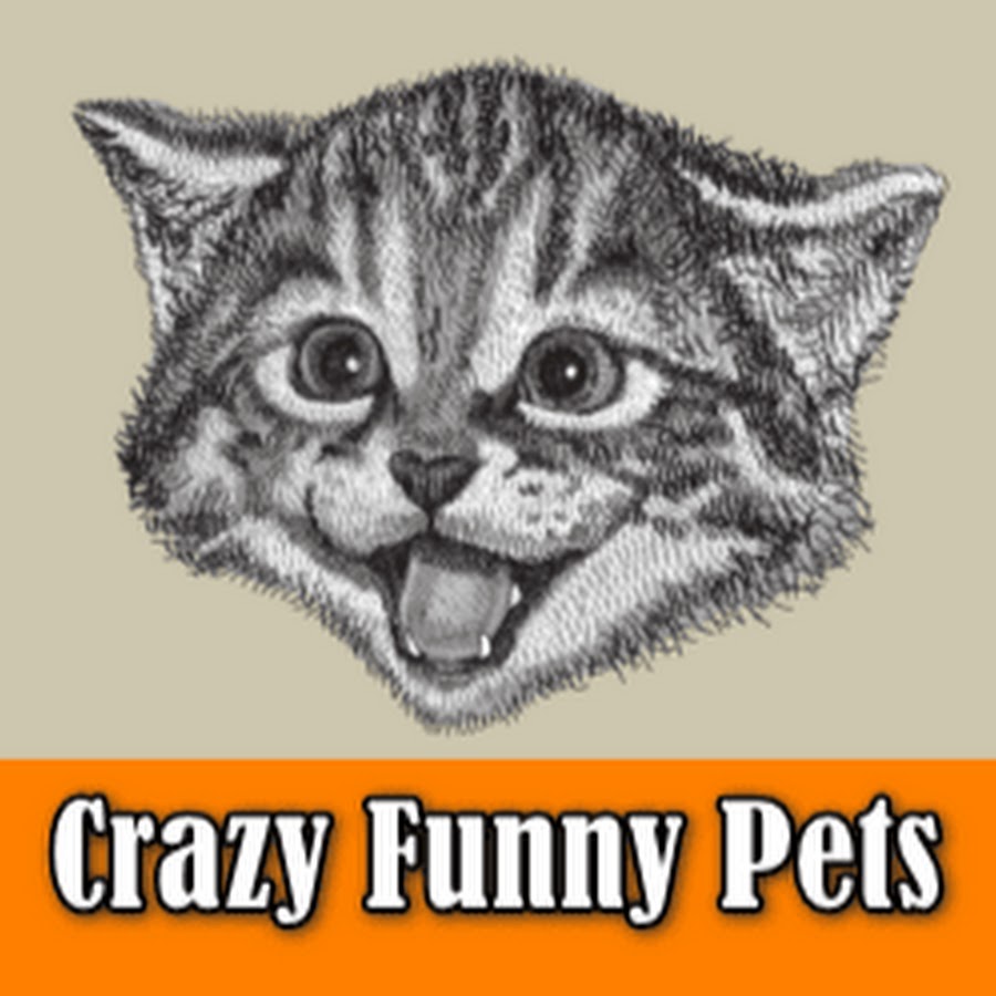 Crazy Funny Pets