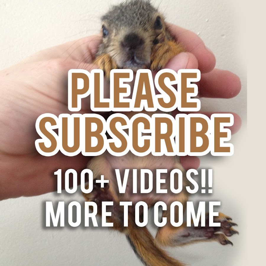 Squirrel Master YouTube channel avatar