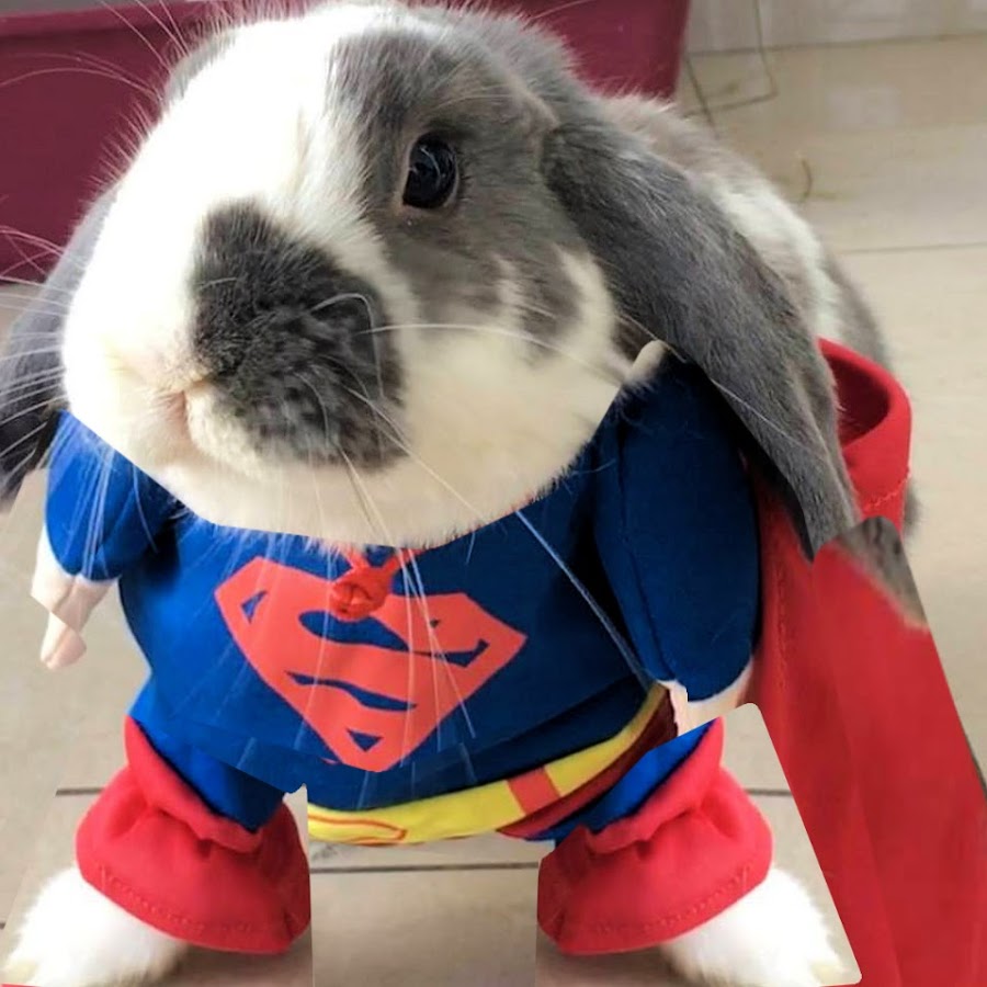 Bini the Bunny यूट्यूब चैनल अवतार