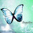 Blue Papillon