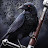 Raven Wednesday