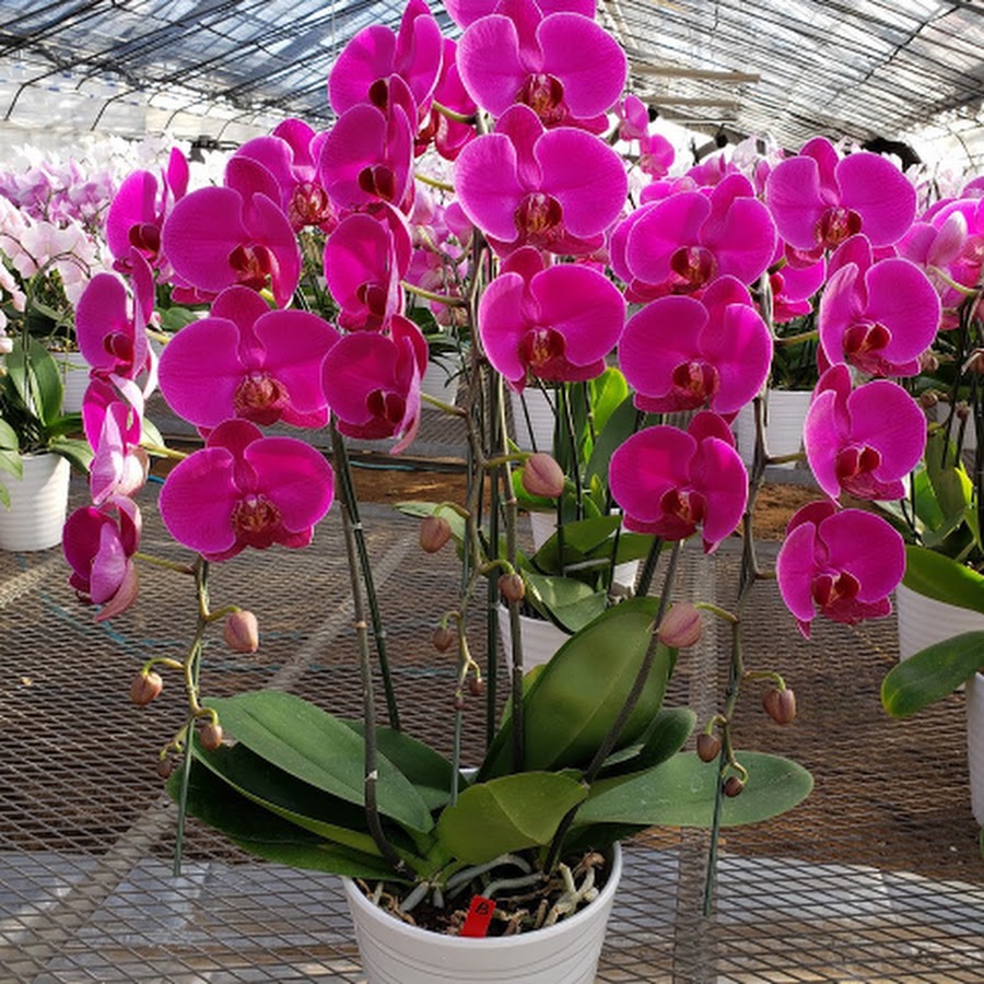 あなたの未来くん Youtube