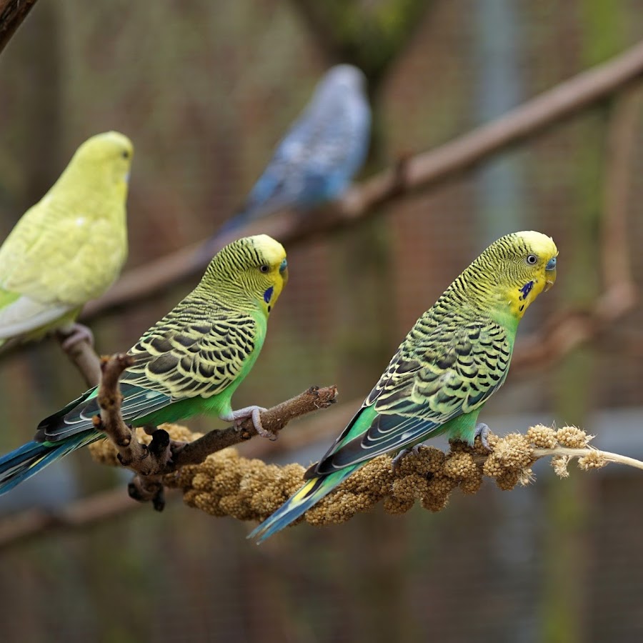 Bharat Budgies Parrots