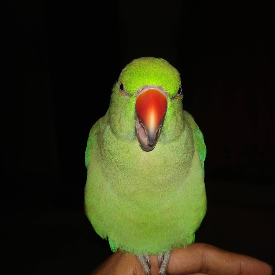 Parrot Lover