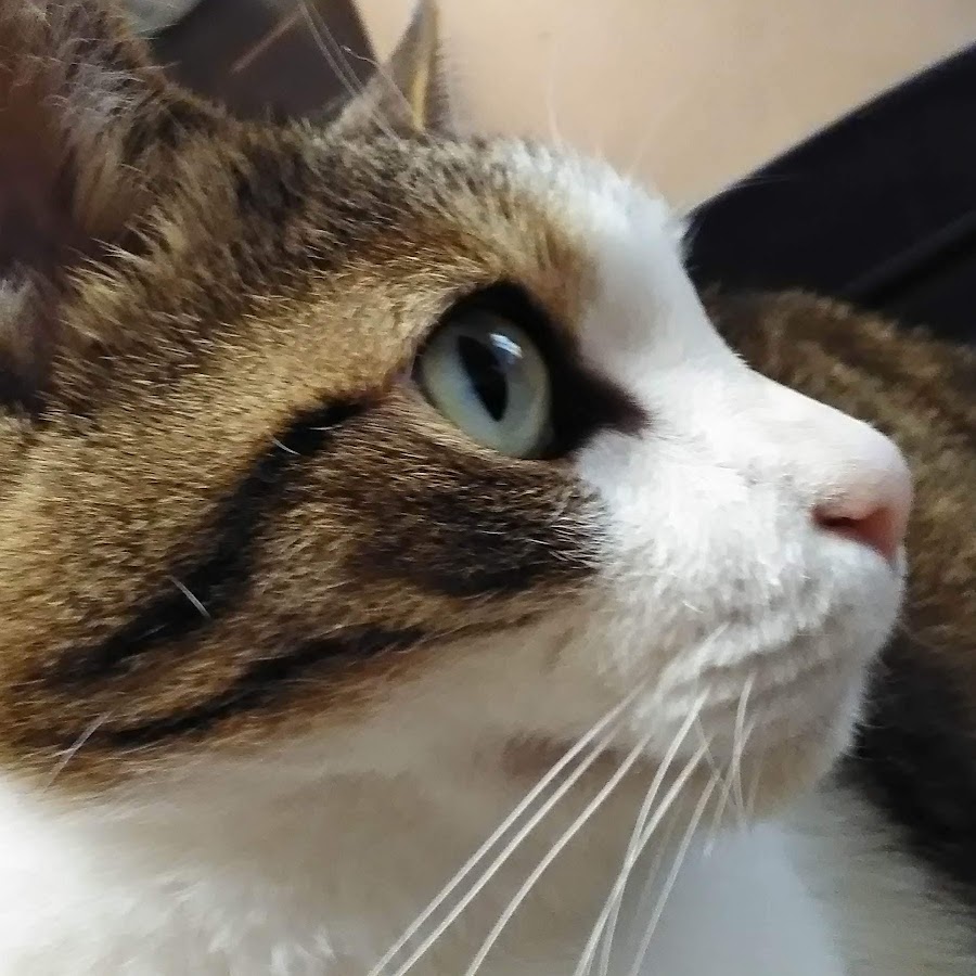 鈴木結万 Youtube