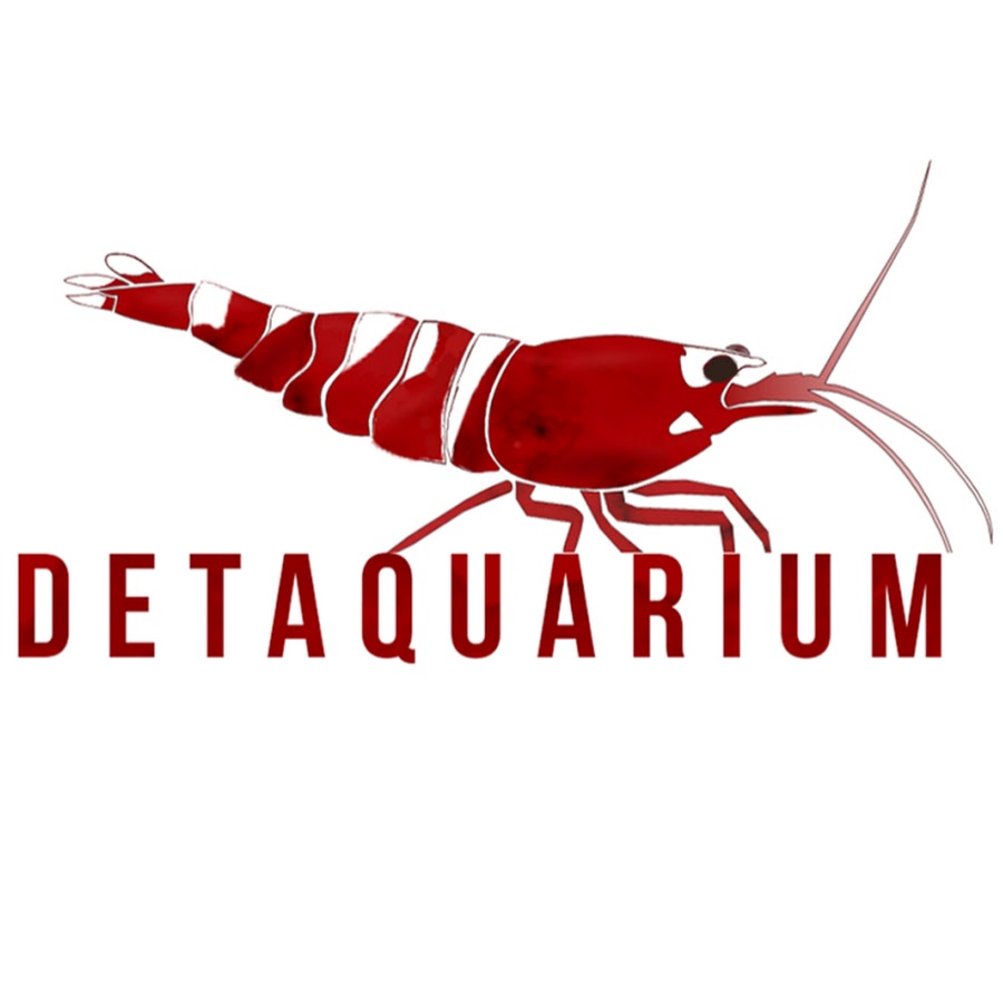DETAquarium YouTube channel avatar