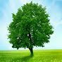 Green Tree YouTube Profile Photo