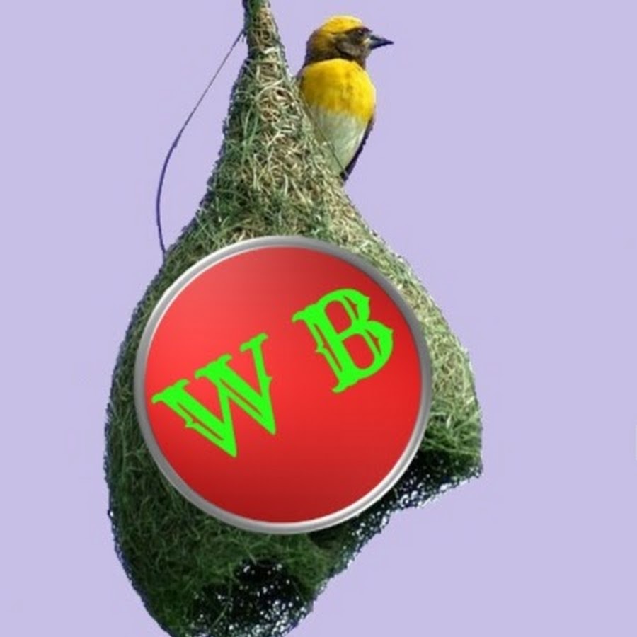 weaver bird رمز قناة اليوتيوب