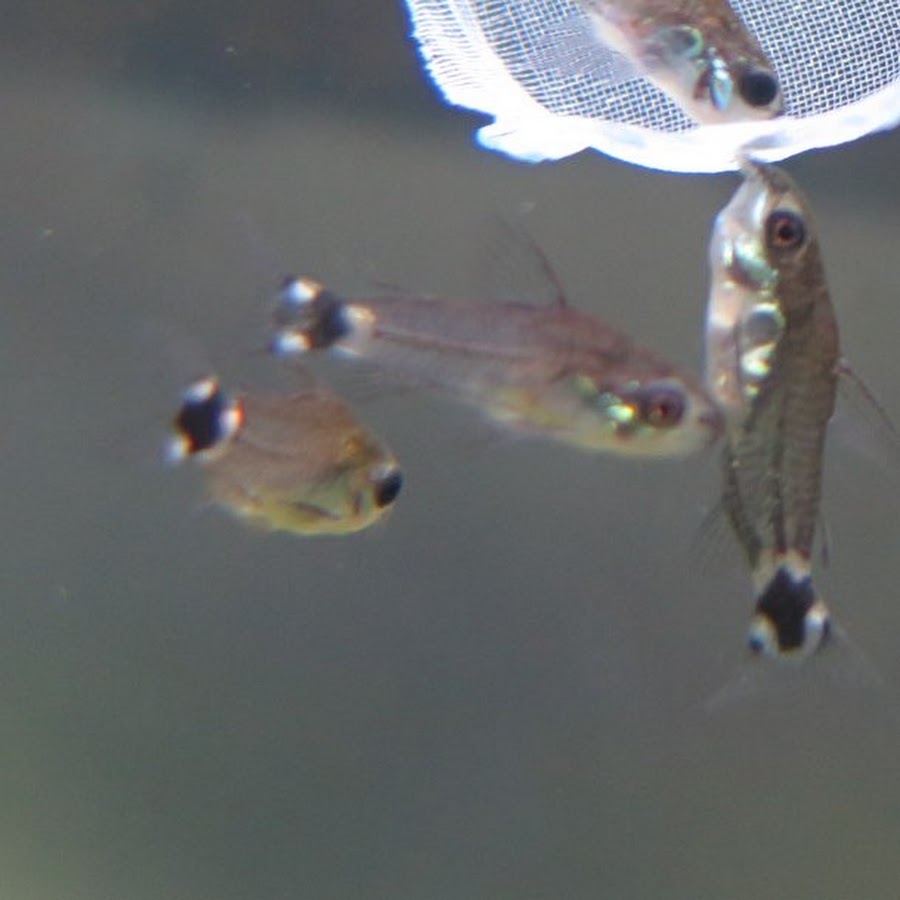 コリドラスハステータス飼育日記 Youtube