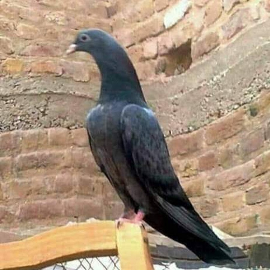 Pigeons Nuskhay