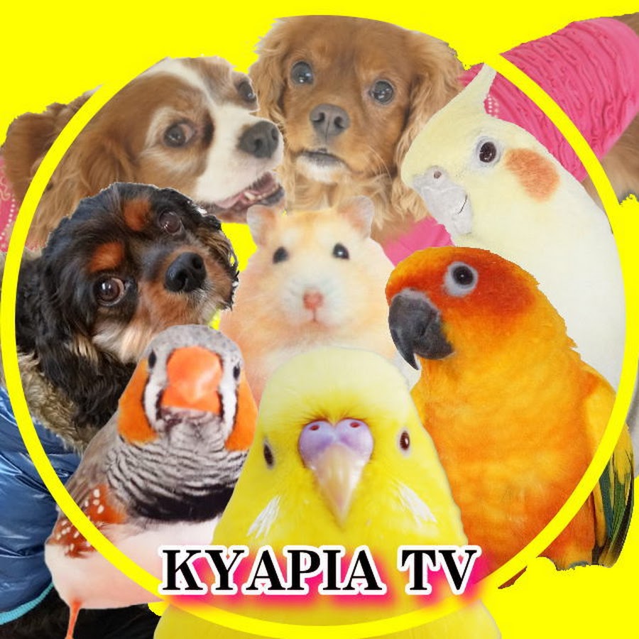 çŠ¬ã¨ã‚¤ãƒ³ã‚³Dogs & Parakeets YouTube-Kanal-Avatar