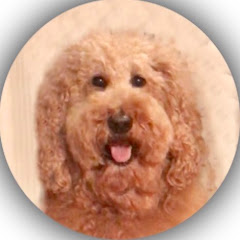 Playtube Pk Ultimate Video Sharing Website