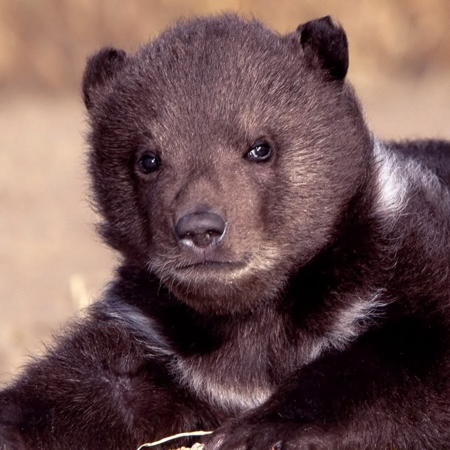 Медведь 9 букв сканворд. Медведь 9 букв сканворд. Кроссворды для детей про животных с ответами и вопросами. Медведь 9 букв сканворд. Происхождение слова медведь.