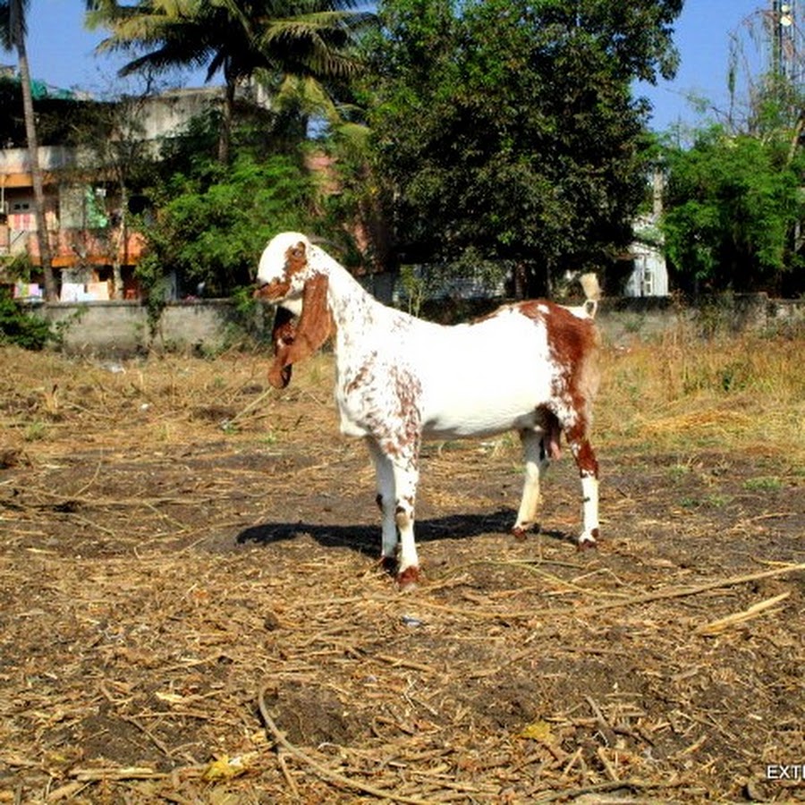 Goat Farming in India رمز قناة اليوتيوب