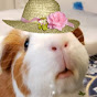 My Talking Guinea Pigs YouTube Profile Photo