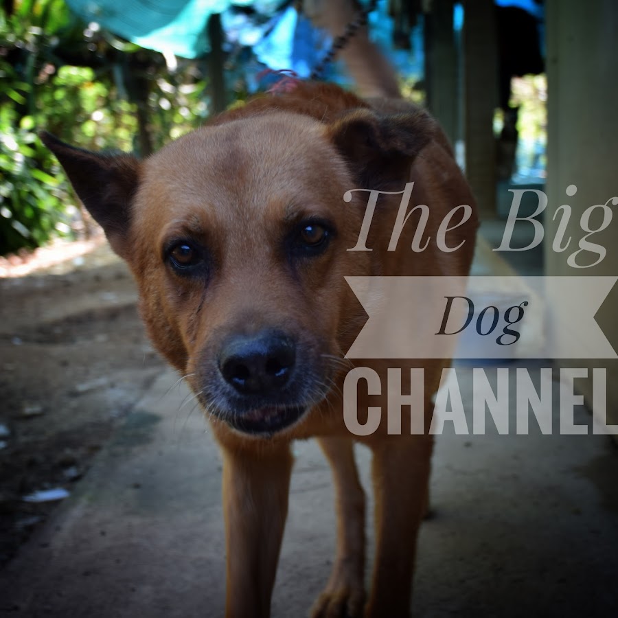 The Big Dog Channel