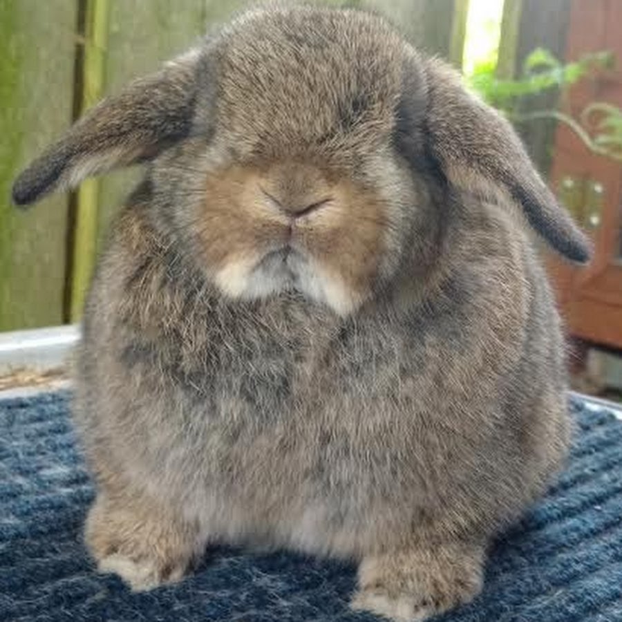Holly's Hollands Rabbitry YouTube channel avatar