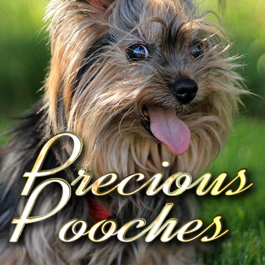 Precious Pooches Dog T-Shirts and Books رمز قناة اليوتيوب