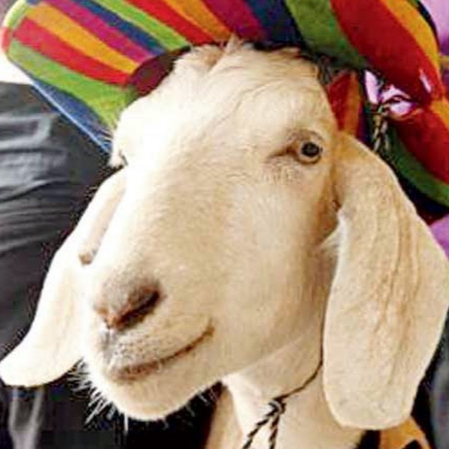 Gary The Goat رمز قناة اليوتيوب