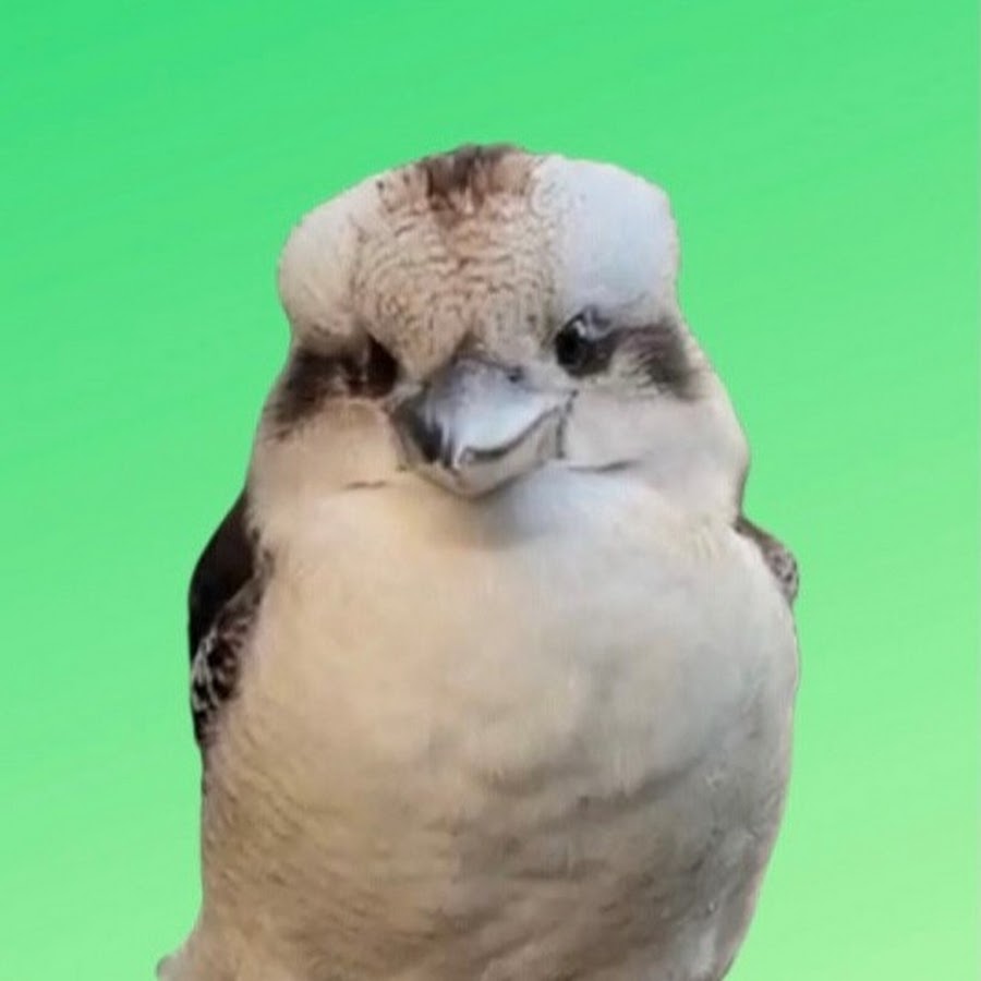 Birds Of Oz Youtube
