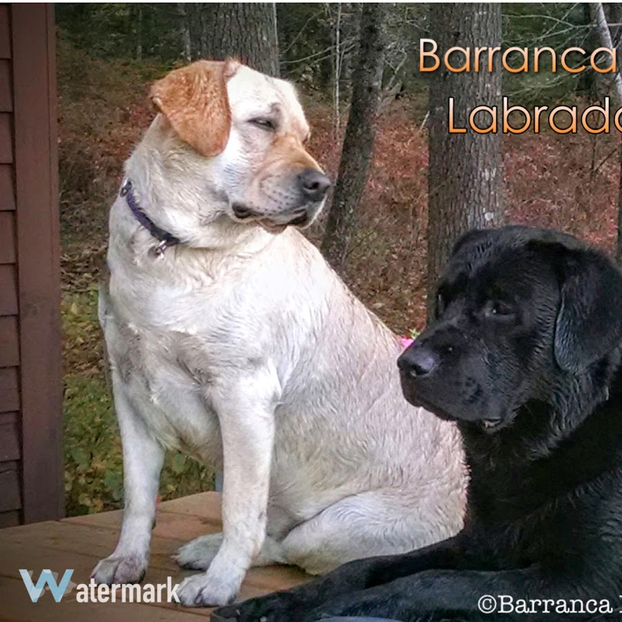 Barranca Labradors YouTube channel avatar