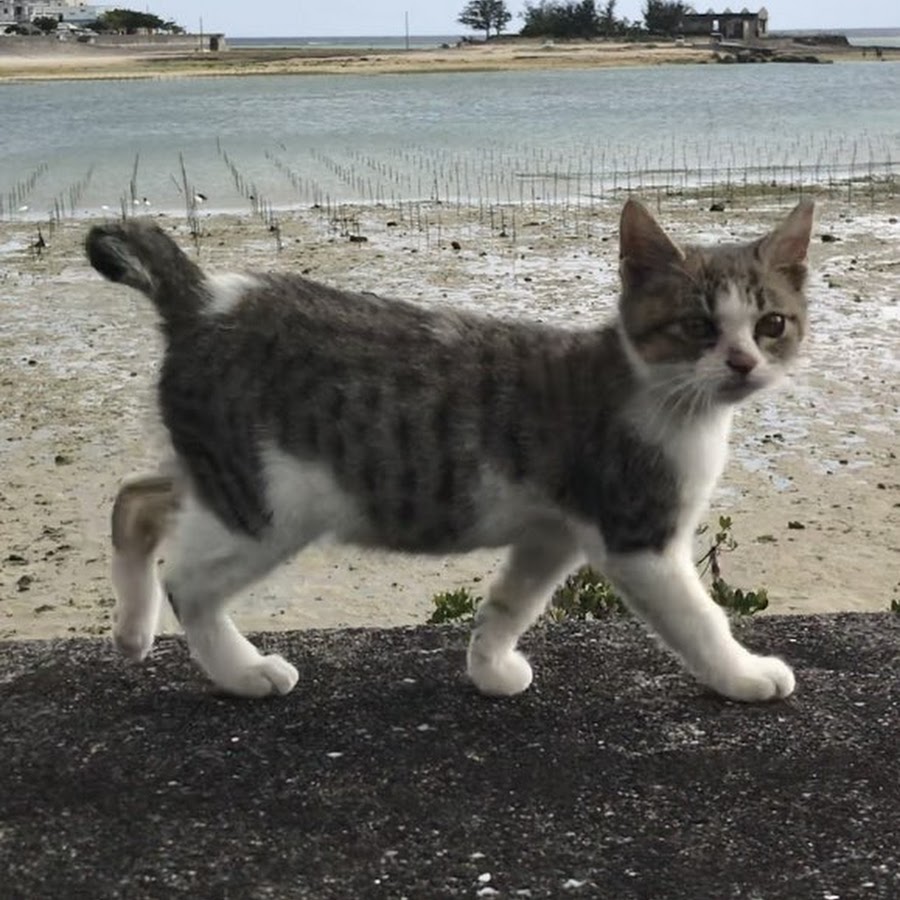 çŒ«ã«æ©è¿”ã— Give back to cat यूट्यूब चैनल अवतार