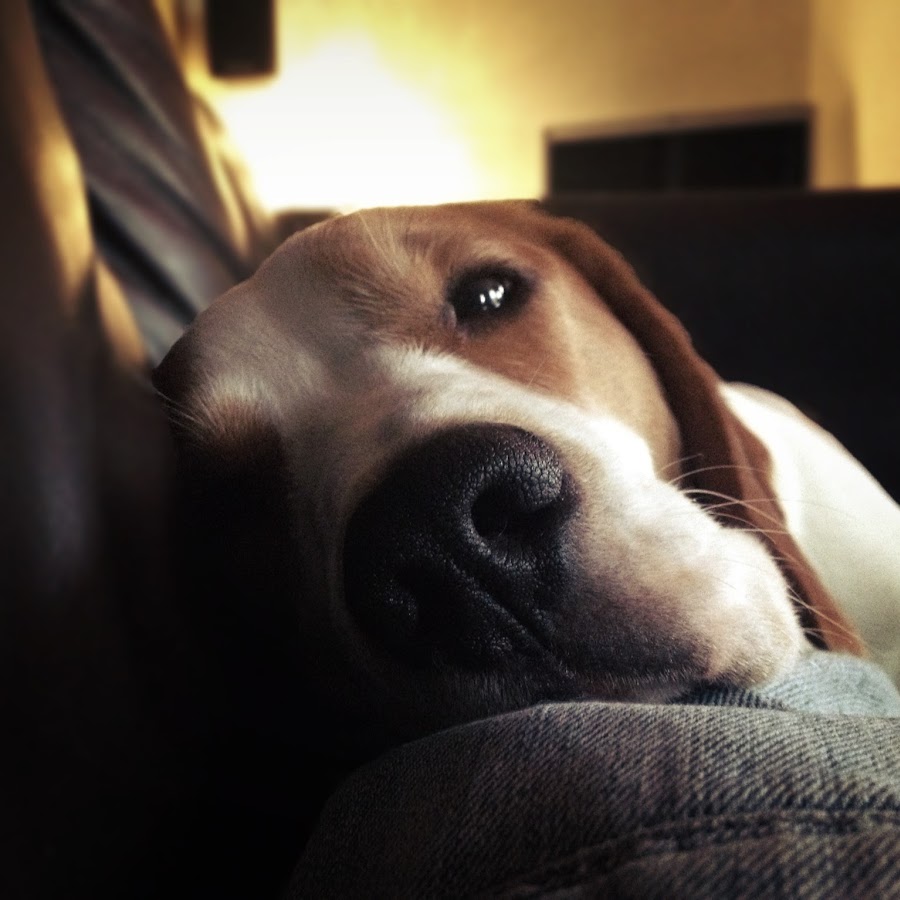 Ollie Beagle