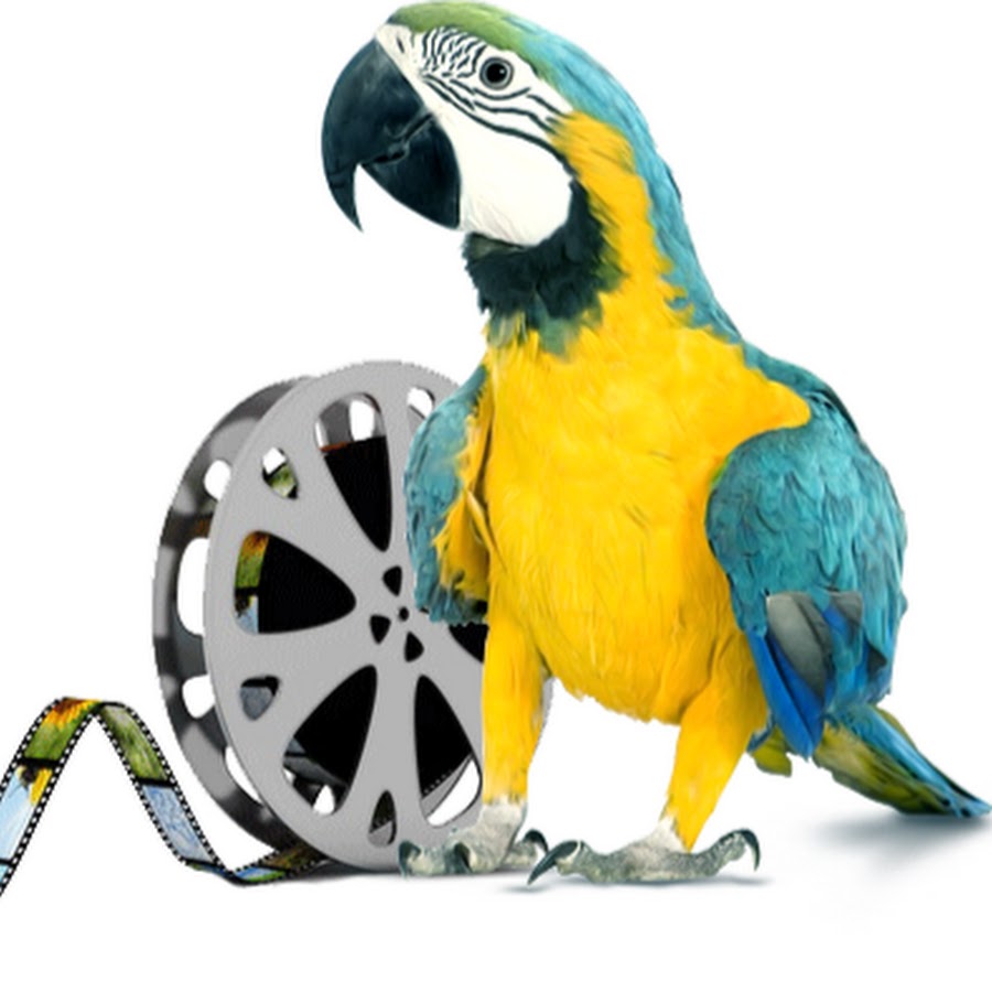 Blue Parrot Media YouTube-Kanal-Avatar