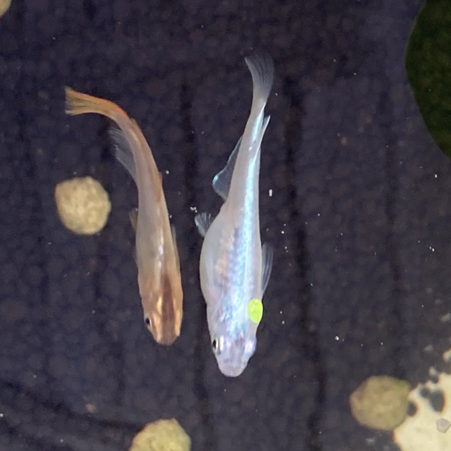 メダカ飼育を効率化 黒めだかチャンネル Youtube