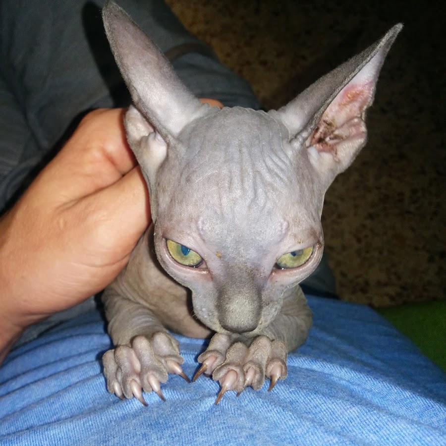 Bartok the Funny Sphynx Cat Avatar canale YouTube 