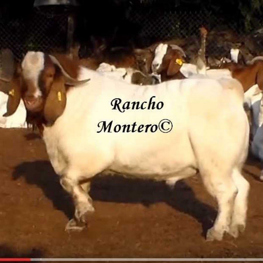 Rancho Montero, caprinos boer y borregos dorper Аватар канала YouTube