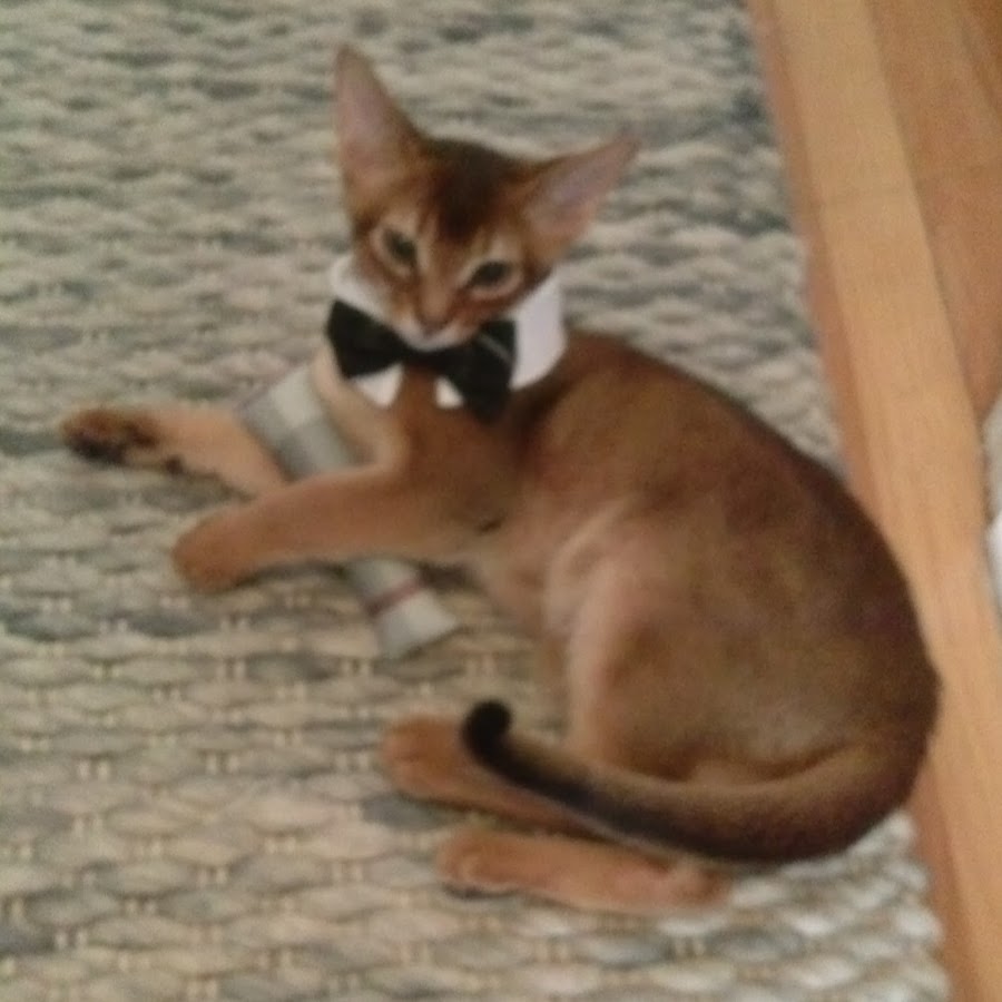 Brutus The Abyssinian Cat YouTube channel avatar