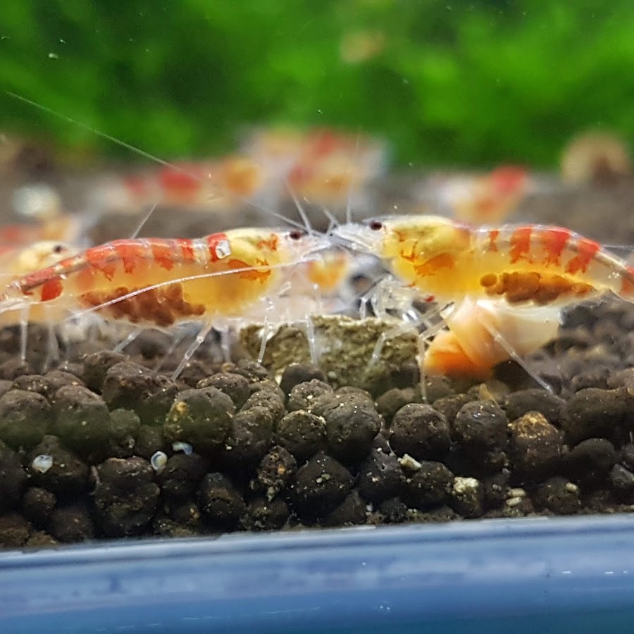 My shrimp room