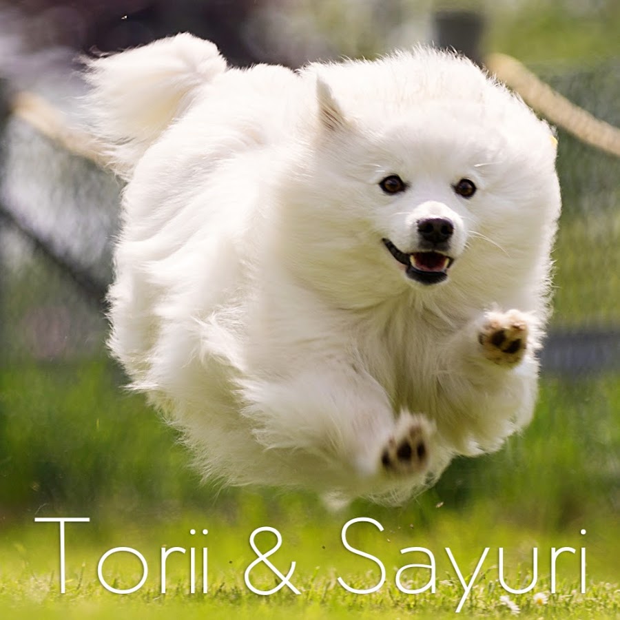 Torii and Sayuri Awatar kanału YouTube