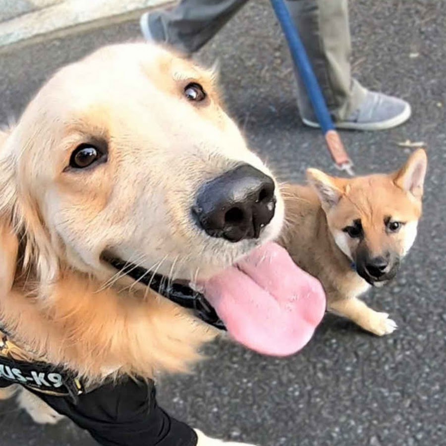 ペタの小部屋 柴犬権 Youtube