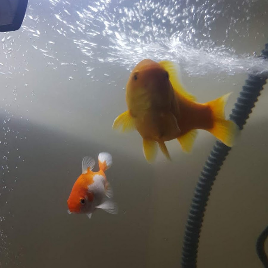 Goldfish Lovers Help