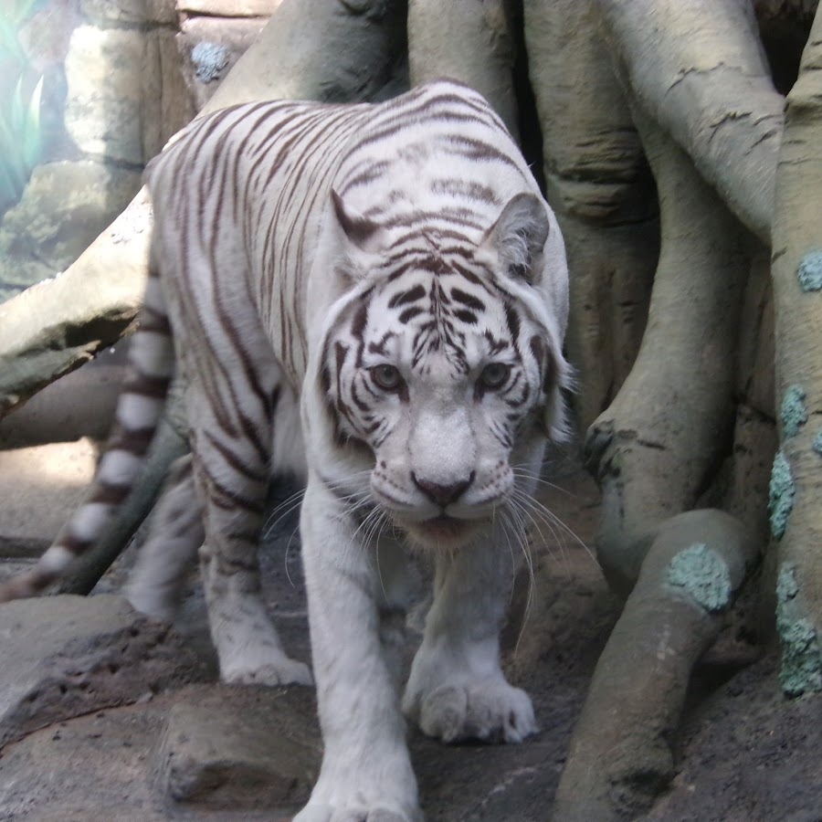 White Tiger Avatar channel YouTube 