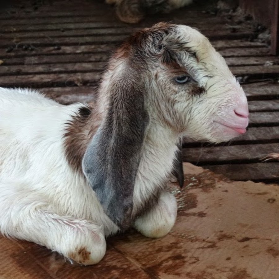 Goat Farming ইউটিউব চ্যানেল অ্যাভাটার