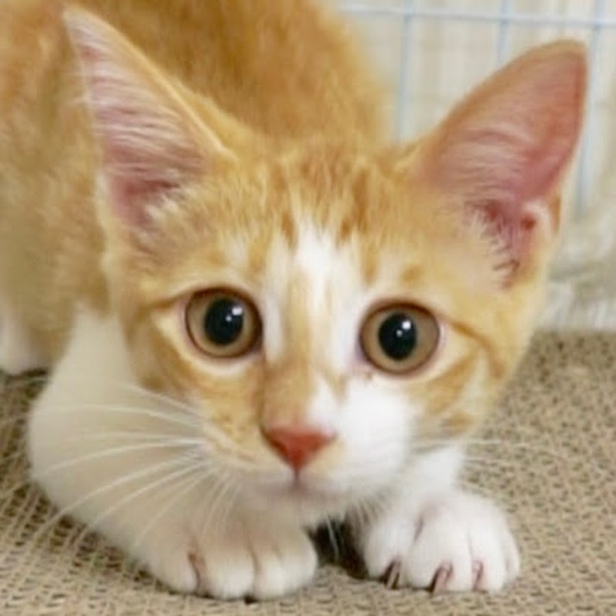 すずとコテツ Youtube