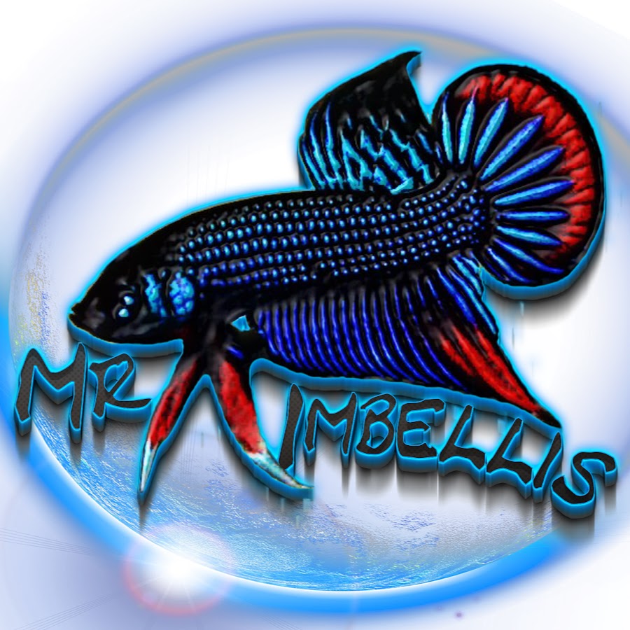 Mr_Imbellis Avatar canale YouTube 