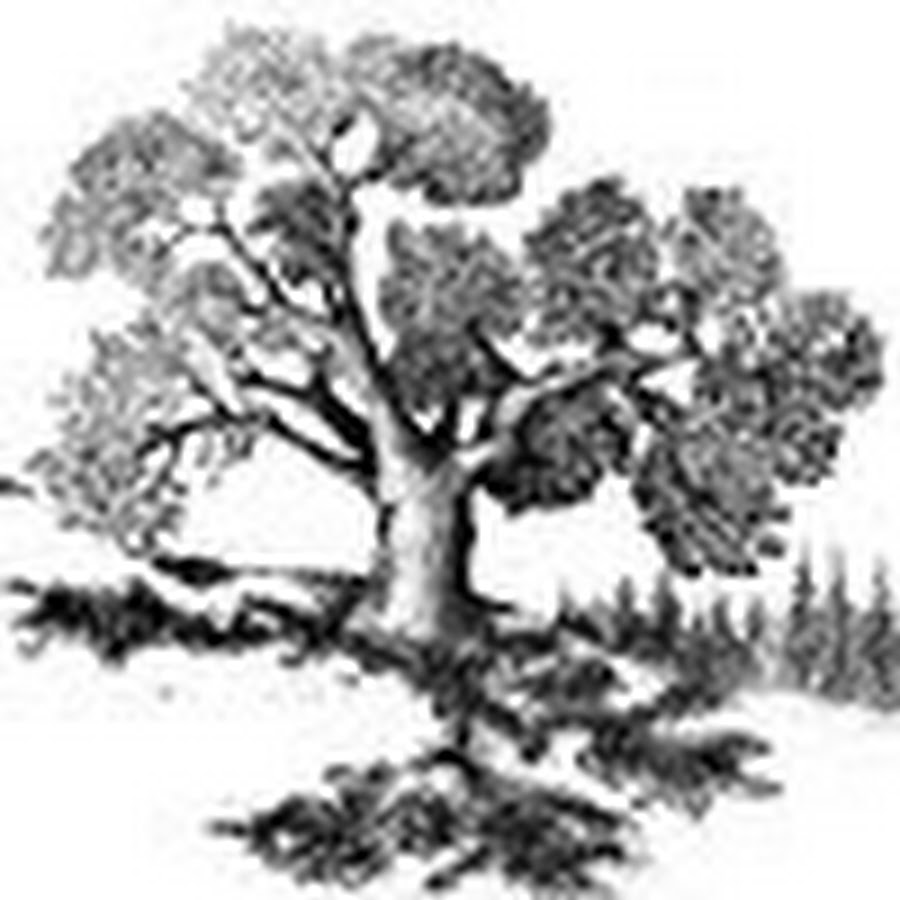 Дуб схема. Зарисовки деревьев. Дуб карандашом. Наброски деревьев. Дерево рисунок.