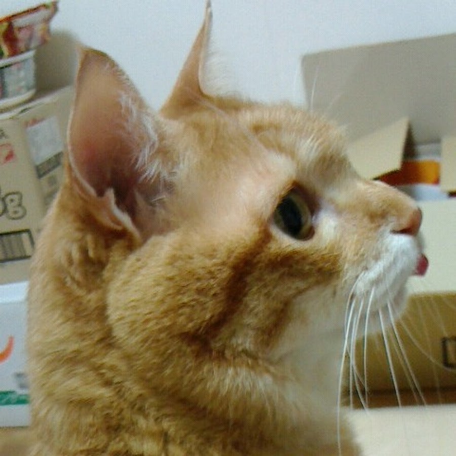 松田由紀子 Youtube