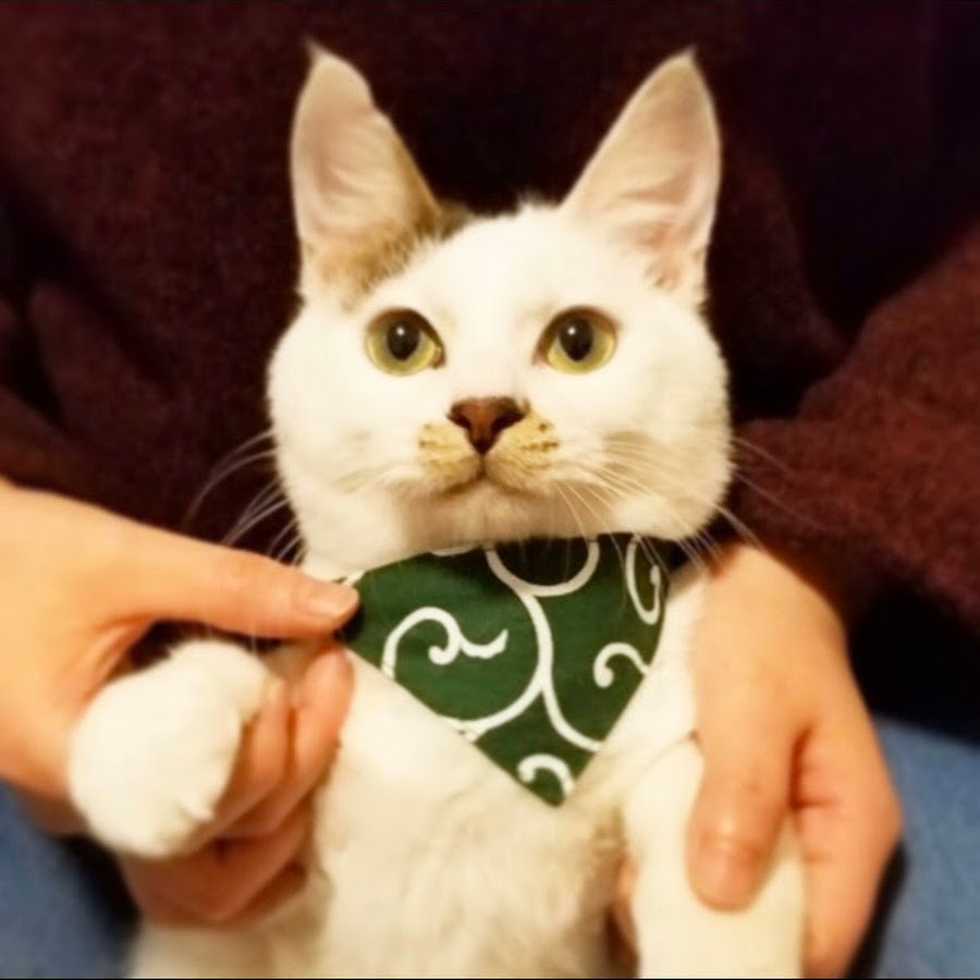 トイレ で 猫 うんち 以外