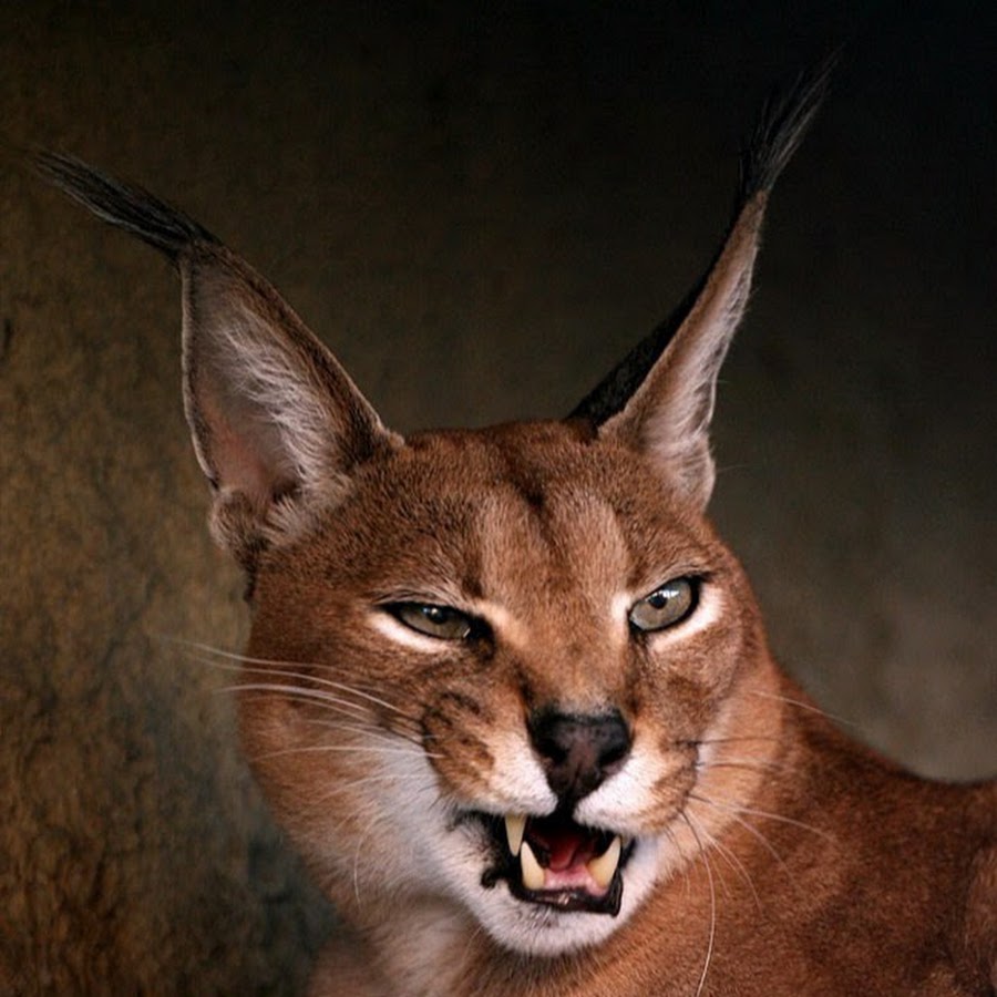 Каракал Шлепа