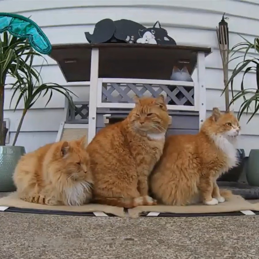 My 3 Feral Cats YouTube channel avatar