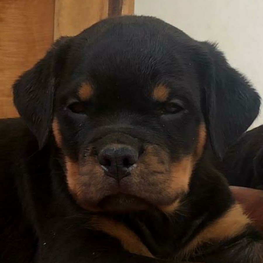 Rottweiler india aggressive sell and buy यूट्यूब चैनल अवतार