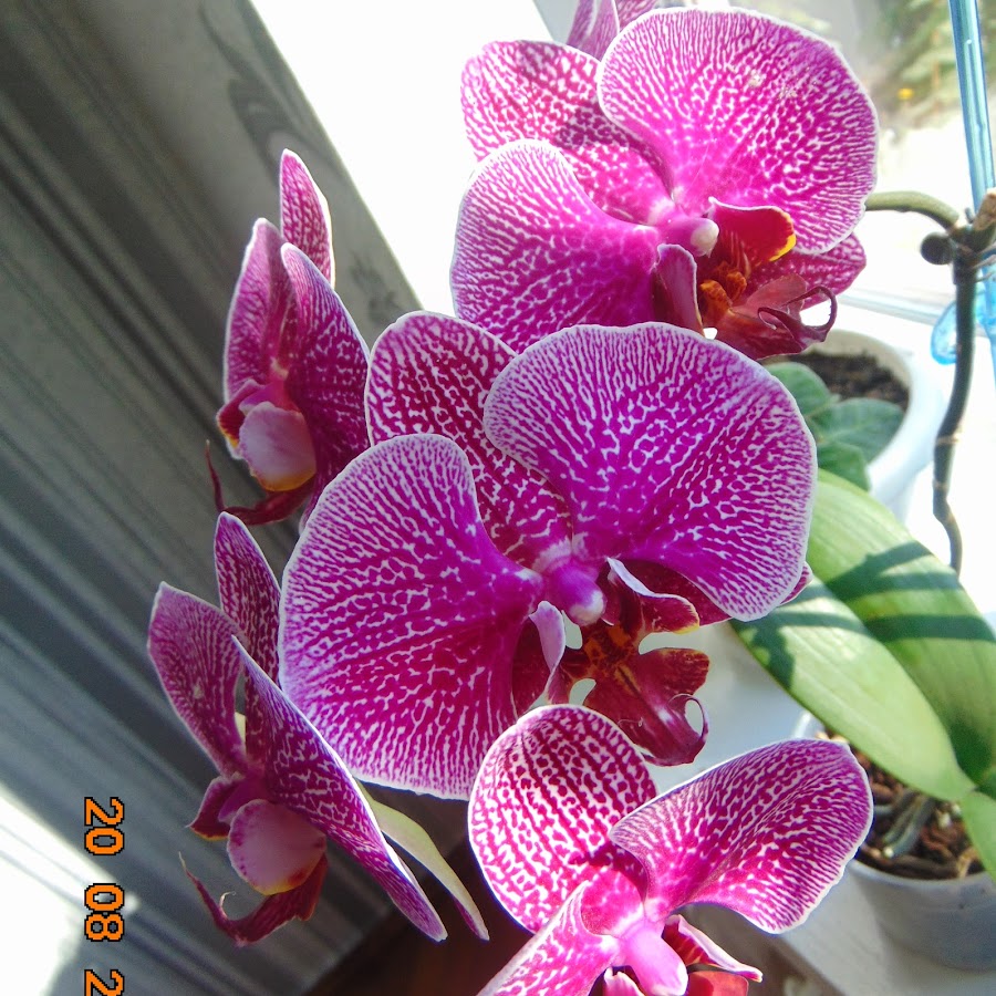 Liuda Orchids