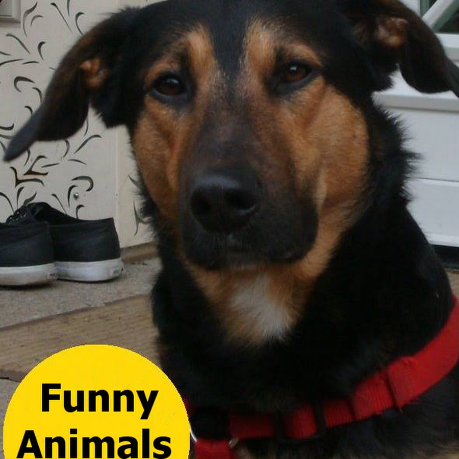Funny Animals -